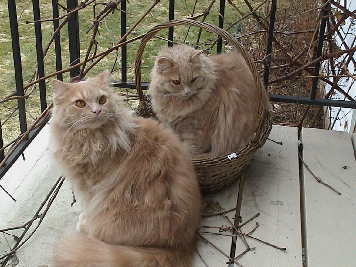 Cats On Balcony